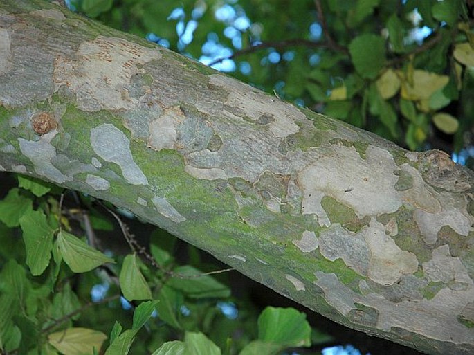 Parrotia persica