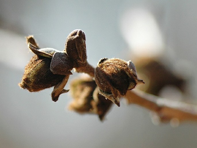 Parrotia persica