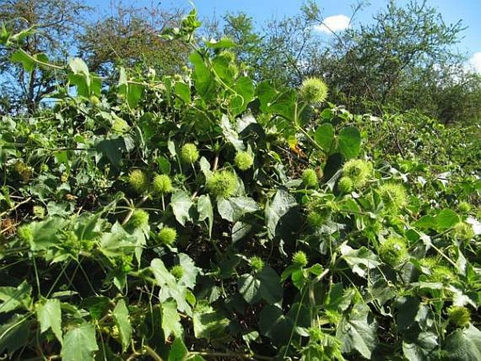 Passiflora foetida