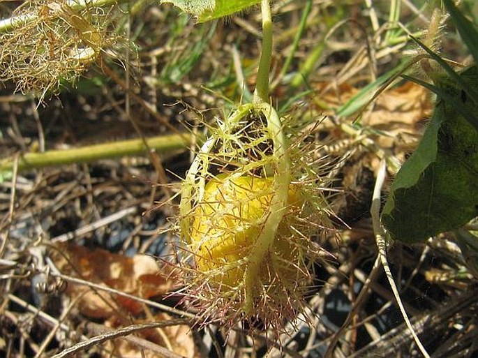 Passiflora foetida