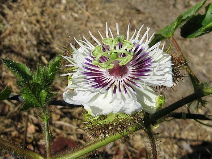 Passiflora foetida