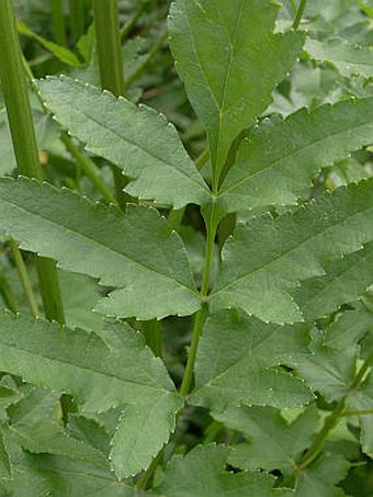 Pastinaca sativa