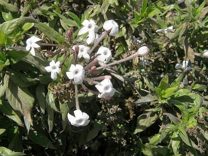 Pavetta longiflora