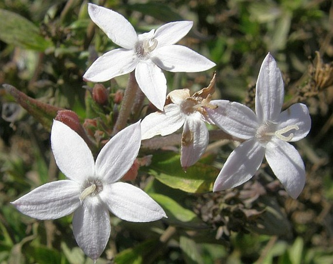 PAVETTA LONGIFLORA Vahl