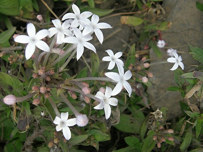 Pavetta longiflora