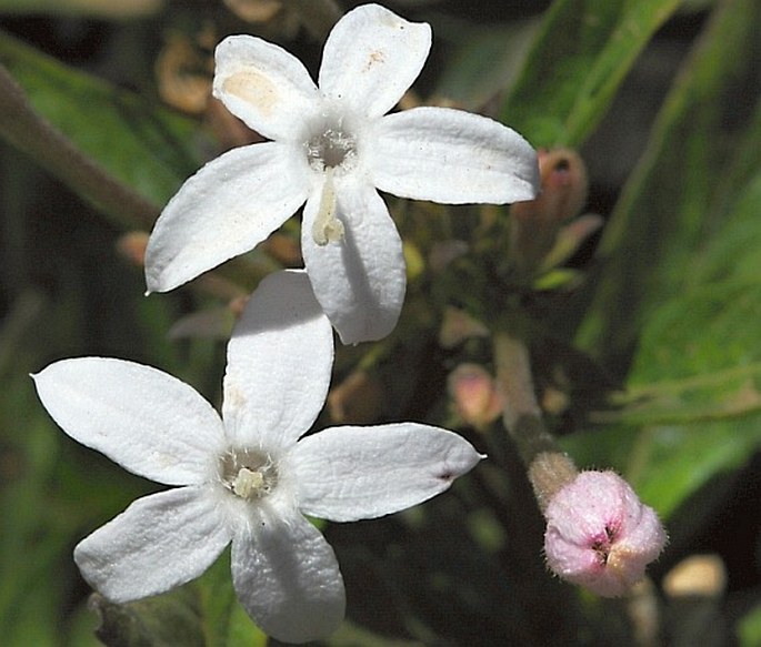 Pavetta longiflora