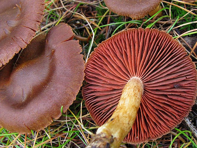 Cortinarius purpureus