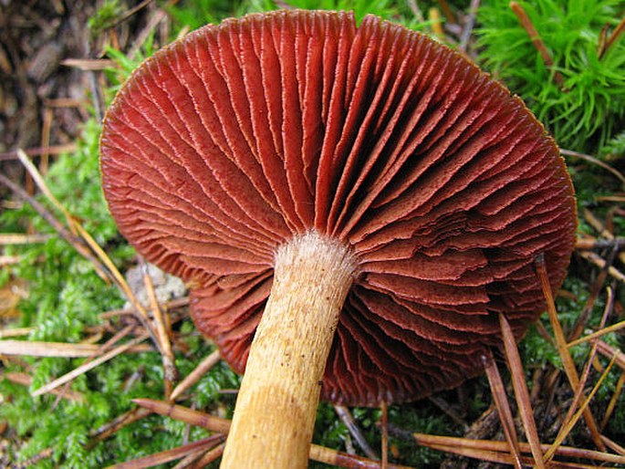 Cortinarius purpureus