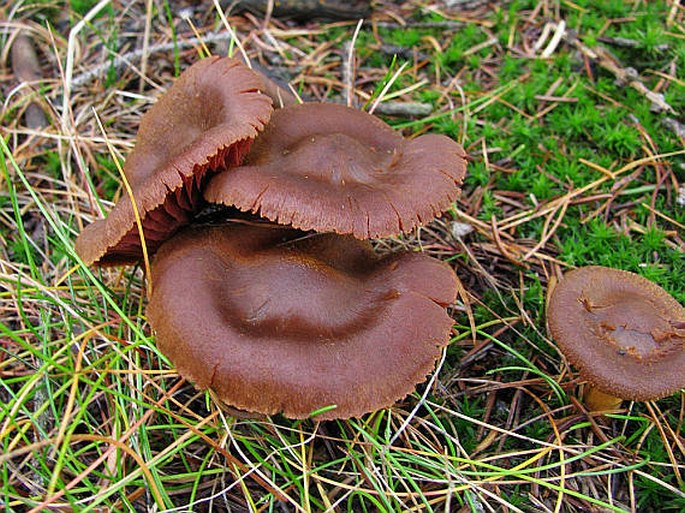 Cortinarius purpureus