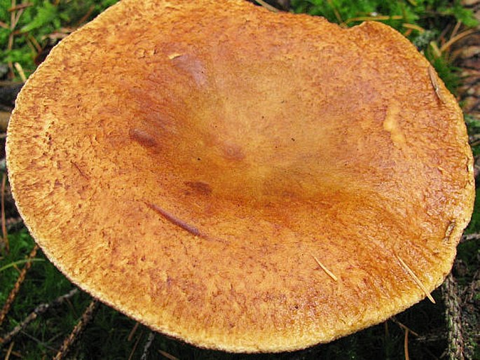 Paxillus involutus