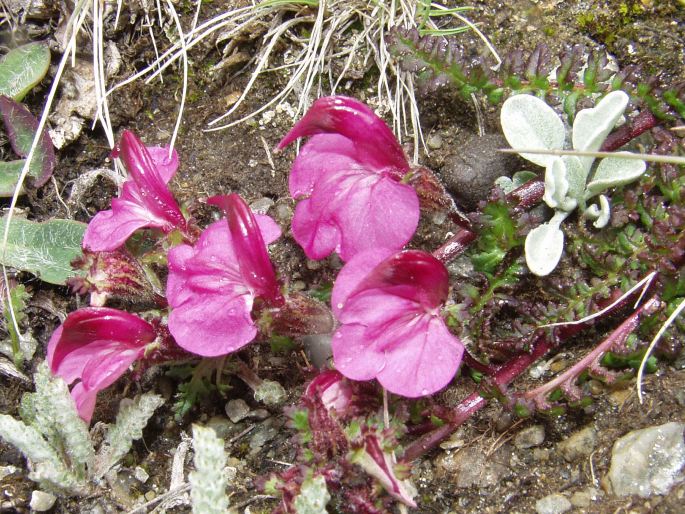 PEDICULARIS KERNERI Dalla Torre – všivec Kernerův