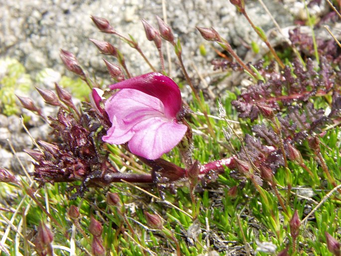 Pedicularis kerneri