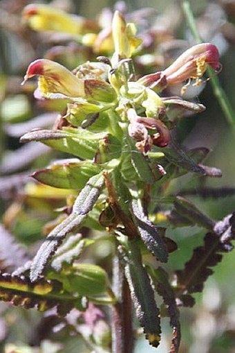 Pedicularis labradorica