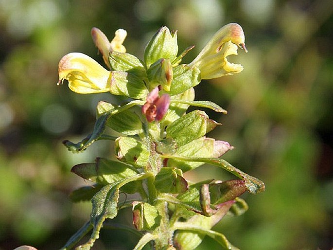 PEDICULARIS LABRADORICA Wirsing – všivec