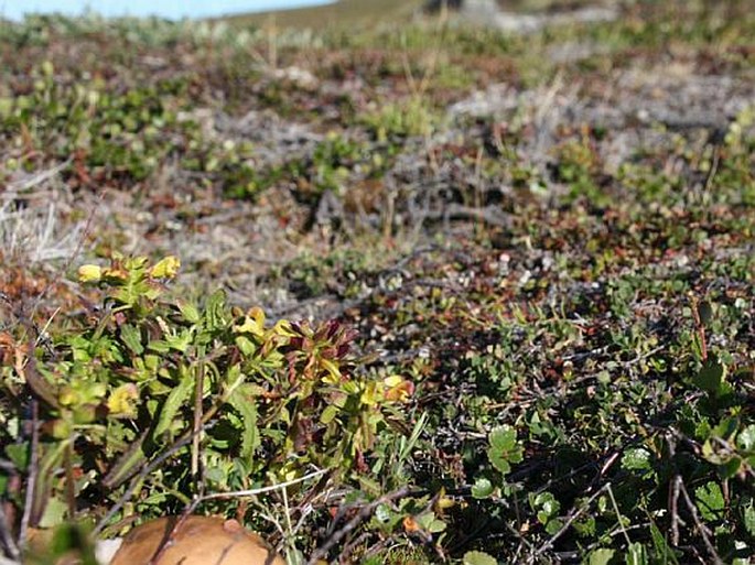 Pedicularis labradorica