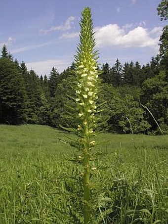 Pedicularis exaltata