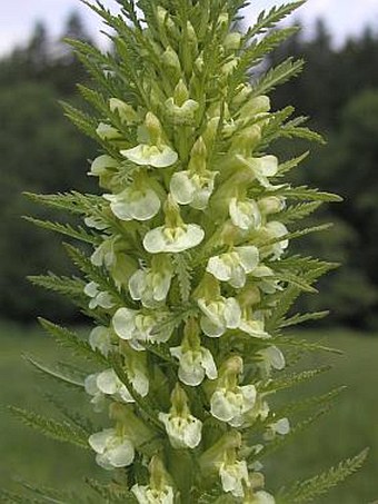 Pedicularis exaltata