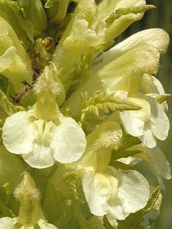 Pedicularis exaltata