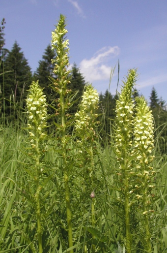 Pedicularis exaltata