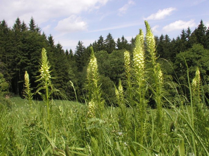 PEDICULARIS EXALTATA Bunge – všivec statný / všivec statný