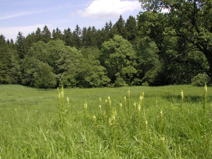 Pedicularis exaltata