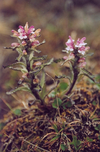 Pedicularis hirsuta