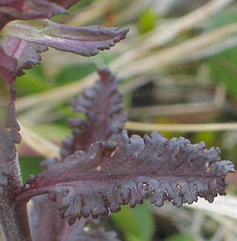 Pedicularis lapponica