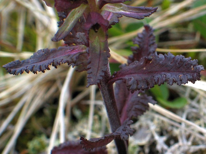 Pedicularis lapponica