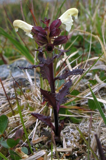 Pedicularis lapponica