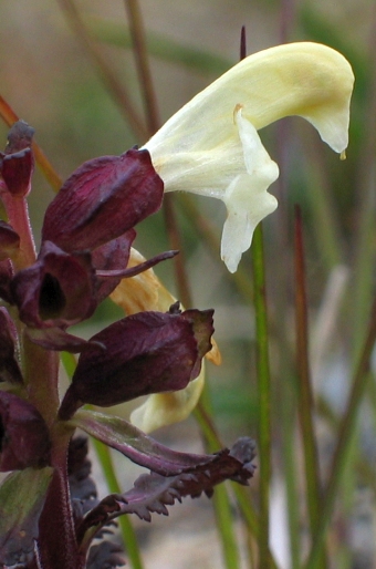 Pedicularis lapponica