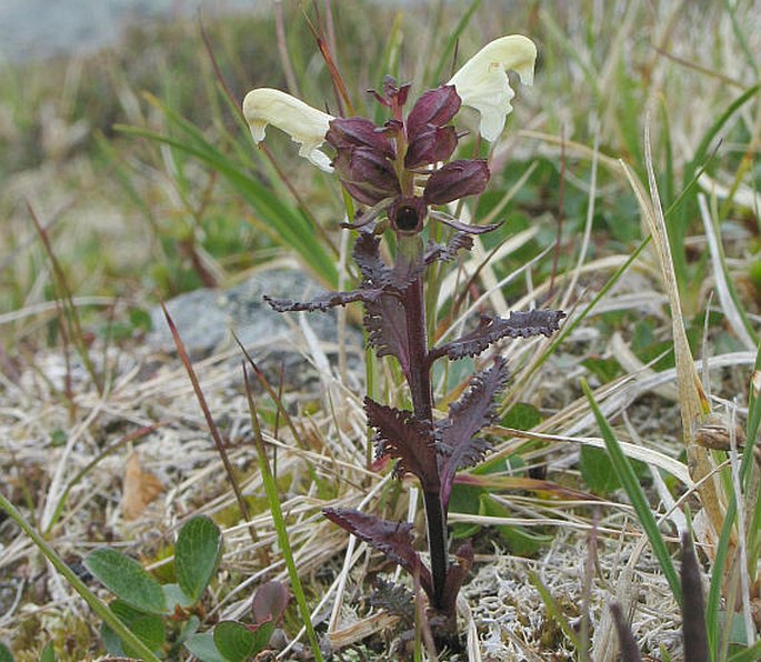 PEDICULARIS LAPPONICA L. – všivec laponský