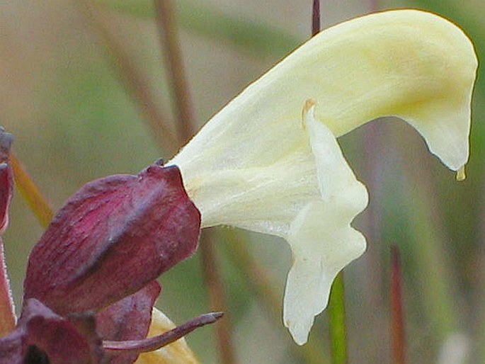 Pedicularis lapponica