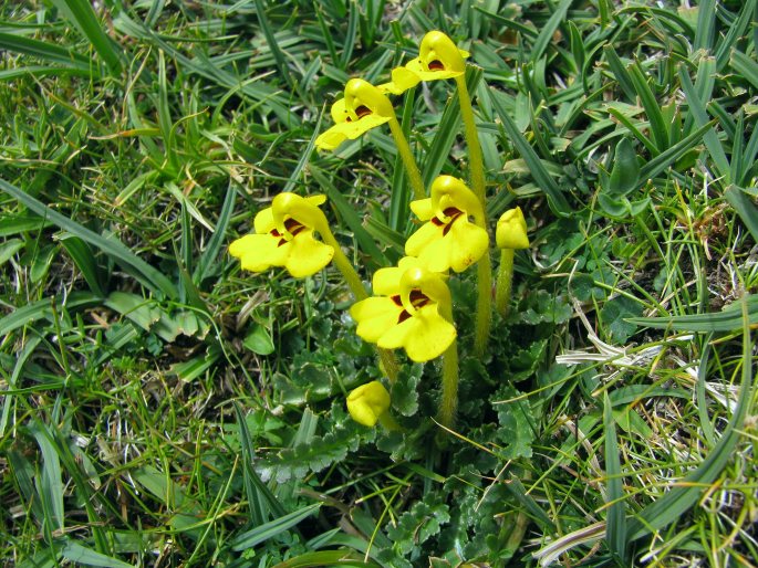 Pedicularis longiflora