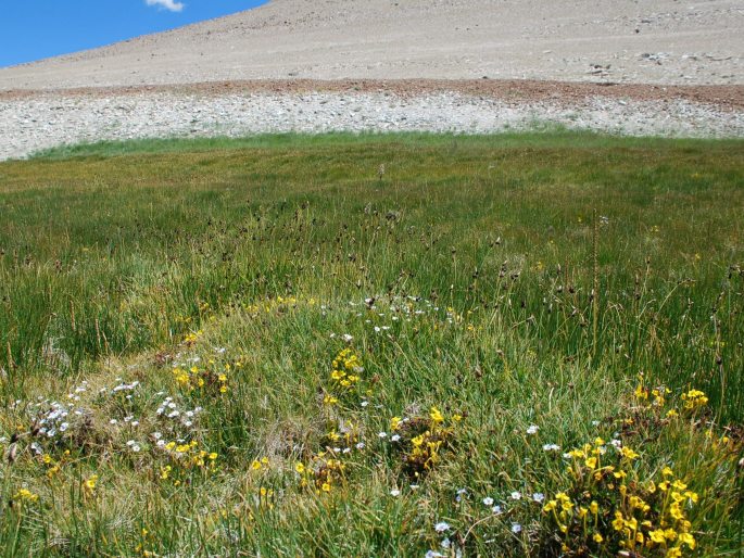 Pedicularis longiflora