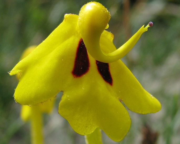 Pedicularis longiflora