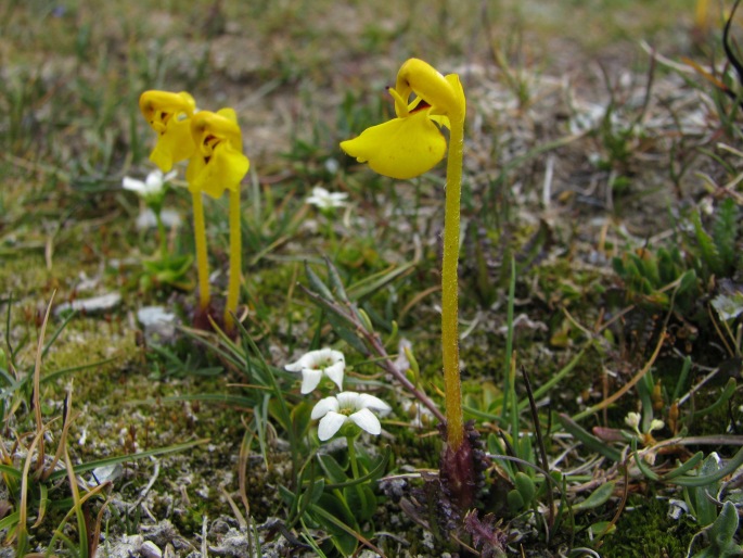 PEDICULARIS LONGIFLORA Rudolph – všivec