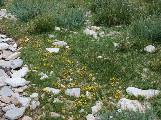 Pedicularis longiflora