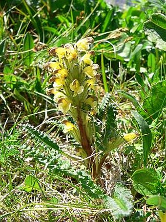 Pedicularis oederi