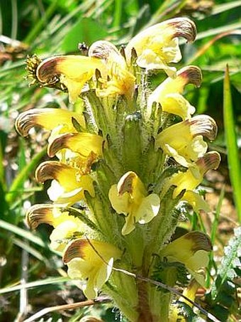 Pedicularis oederi