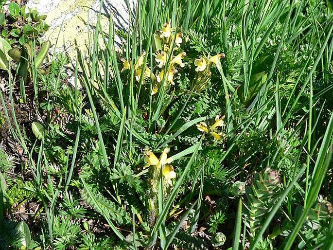 PEDICULARIS OEDERI Vahl. – všivec Oederův / všivec Oederov