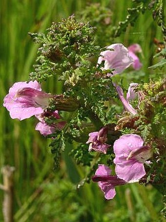 Pedicularis palustris