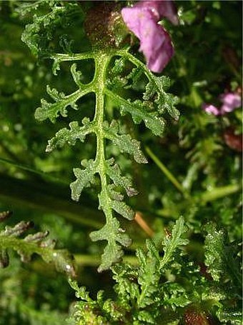 Pedicularis palustris