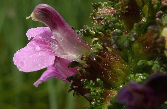 PEDICULARIS PALUSTRIS L. – všivec bahenní / všivec močiarny