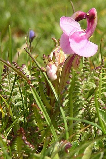 Pedicularis portenschlagii