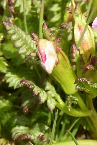 Pedicularis portenschlagii