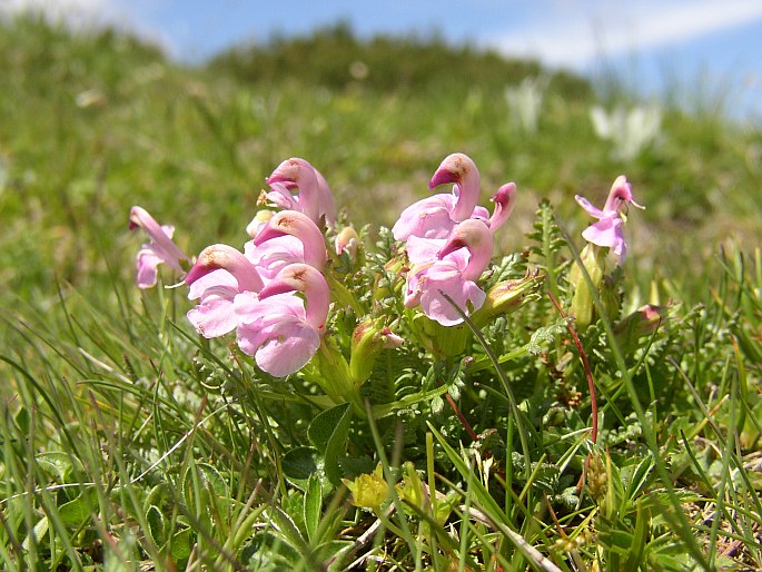 PEDICULARIS PORTENSCHLAGII Saut. ex Rchb. – všivec