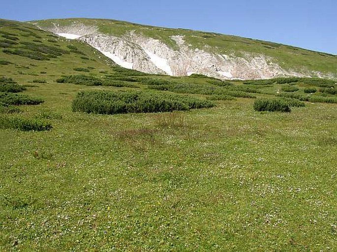 Pedicularis portenschlagii