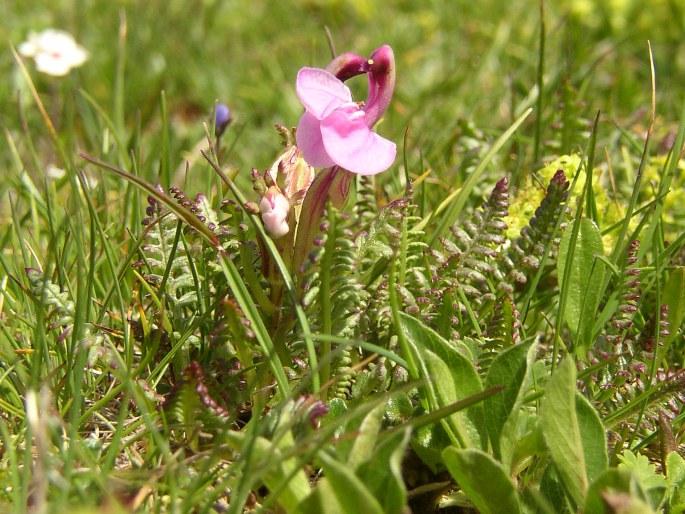 Pedicularis portenschlagii