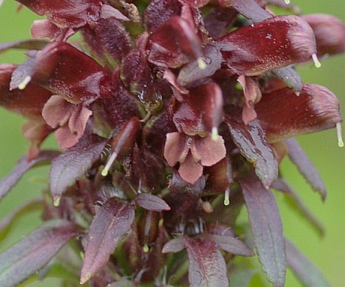 PEDICULARIS RECUTITA L. – všivec