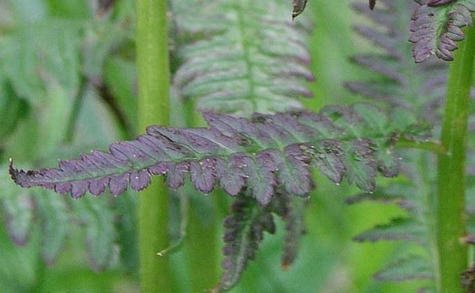 Pedicularis recutita